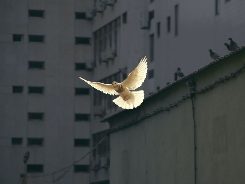 La colomba della pace e della speranza