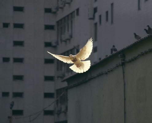 La colomba della pace e della speranza